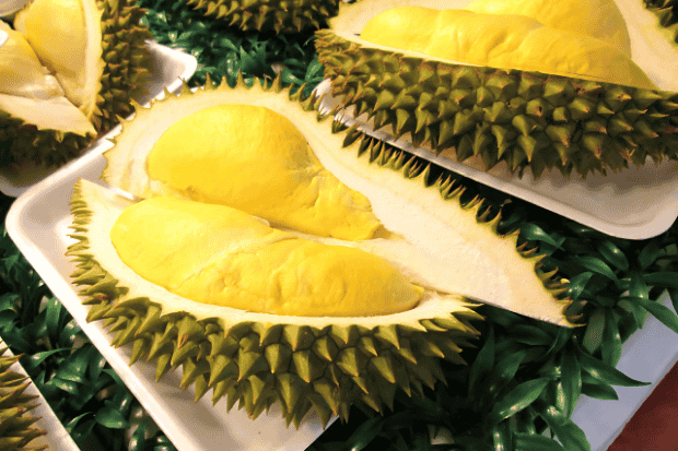 Macam-Macam Durian