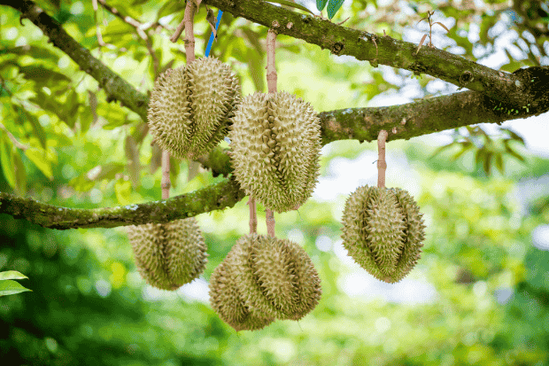Tempat Tumbuh Durian